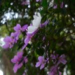 [38.186] Título: Sem título | Autor: Pedro Gimenez | Local: Árvores frente à biblioteca