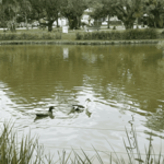[39.199] Título: Sem título | Autor: Mayara Veras | Local: Bosque da UFSC