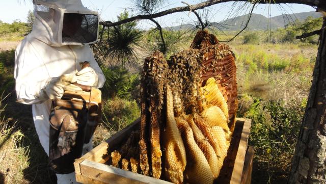 20110929 Fazenda resgate de colméia apicultura.jpg