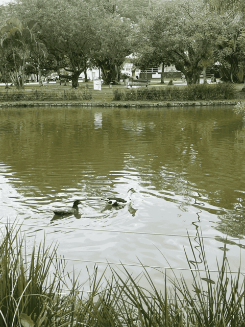[39.199] Título: Sem título | Autor: Mayara Veras | Local: Bosque da UFSC