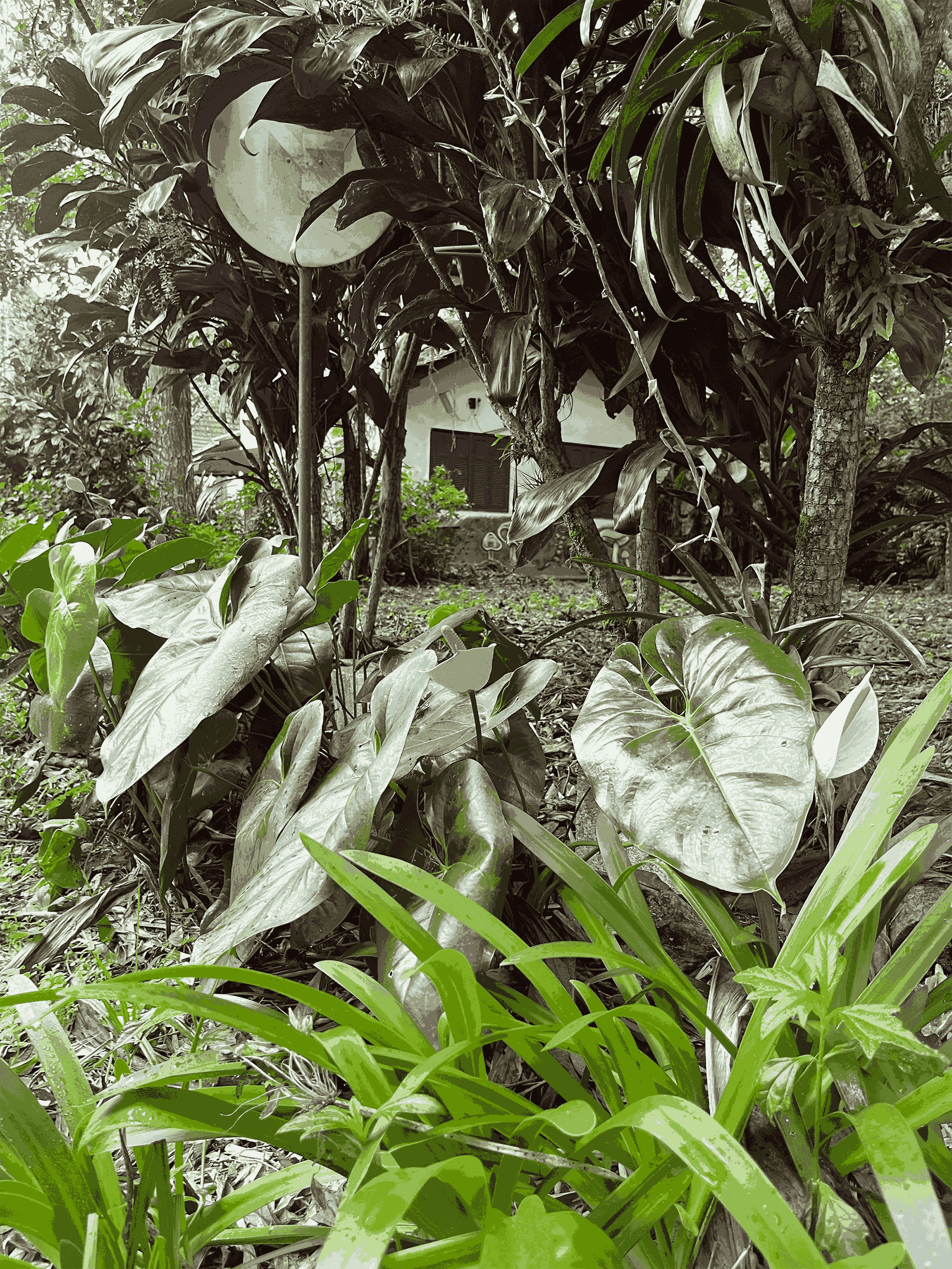 [39.200] Título: Sem título | Autor: Mayara Veras | Local: Bosque da UFSC
