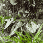[39.200] Título: Sem título | Autor: Mayara Veras | Local: Bosque da UFSC