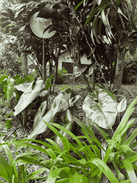 [39.200] Título: Sem título | Autor: Mayara Veras | Local: Bosque da UFSC