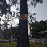 [04.008] Título: Decoração arbórea | Autor: Eveline Besen | Local: Praça Santos Dumont, UFSC