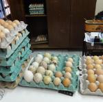 20111003 Fazenda produção ovos da fazenda.jpg