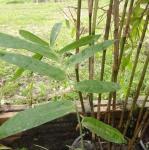 20111004 Fazenda Mudas bambu herbáceo e nativos 003.jpg
