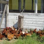 20111005 Fazenda galinhas e aviário 001.jpg