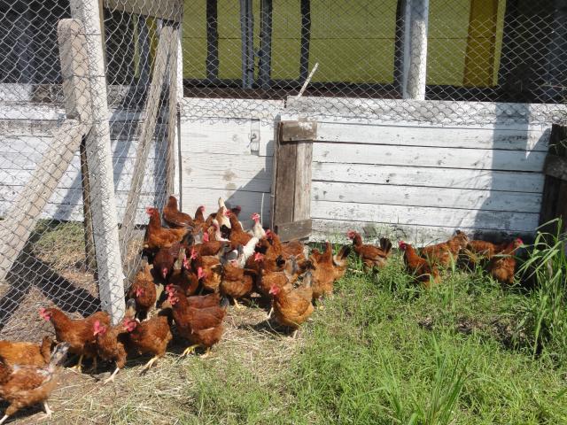 20111005 Fazenda galinhas e aviário 002.jpg