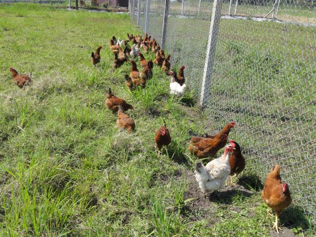 20111005 Fazenda galinhas e aviário 003.jpg