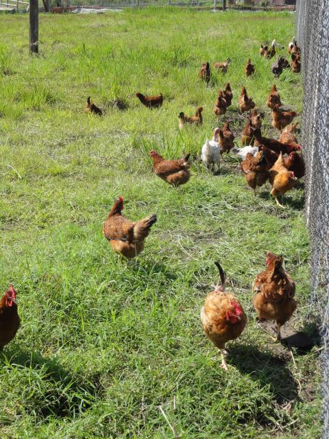 20111005 Fazenda galinhas e aviário 006.jpg