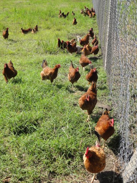 20111005 Fazenda galinhas e aviário 007.jpg
