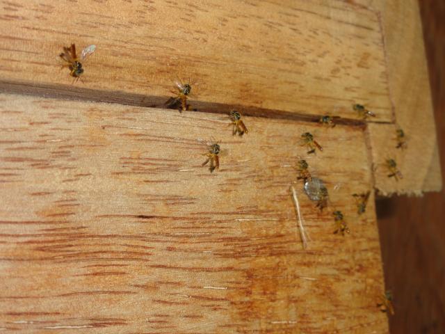 20111011 Sítio Flor de Ouro meliponicultura abelhas nativas 008.jpg