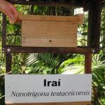 20111011 Sítio Flor de Ouro meliponicultura abelhas nativas 025.jpg