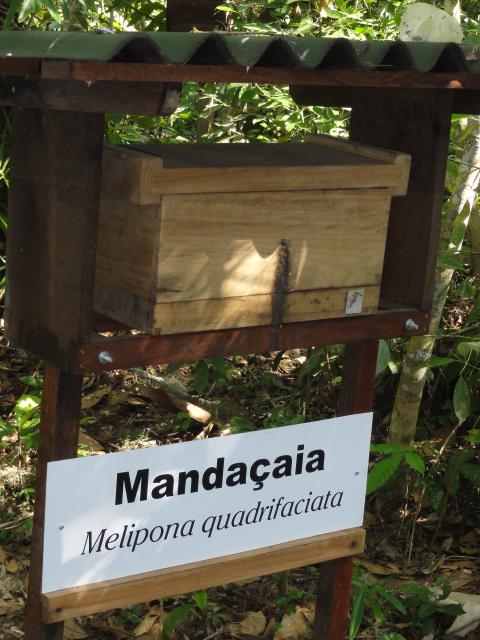 20111011 Sítio Flor de Ouro meliponicultura abelhas nativas 045.jpg