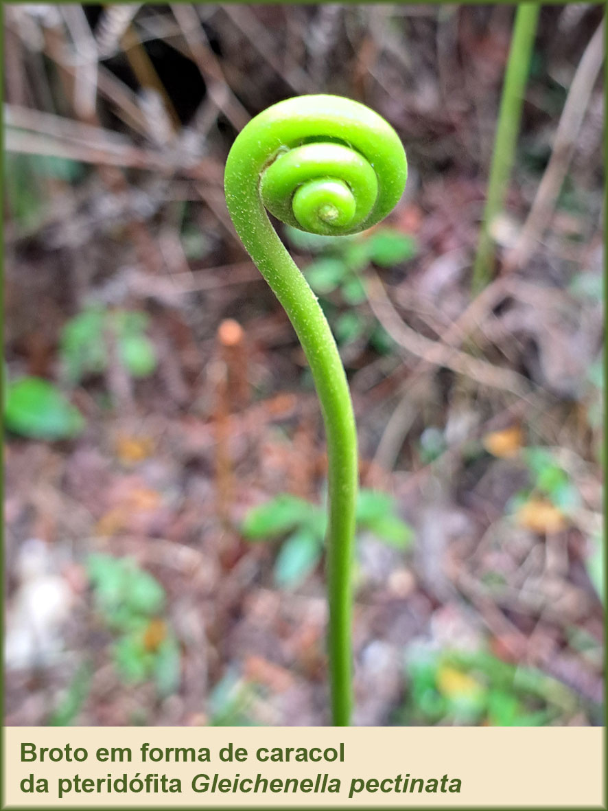 samambaia1