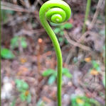samambaia1