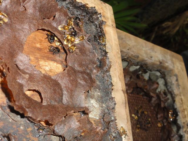 20111011 Sítio Flor de Ouro meliponicultura abelhas nativas 091.jpg