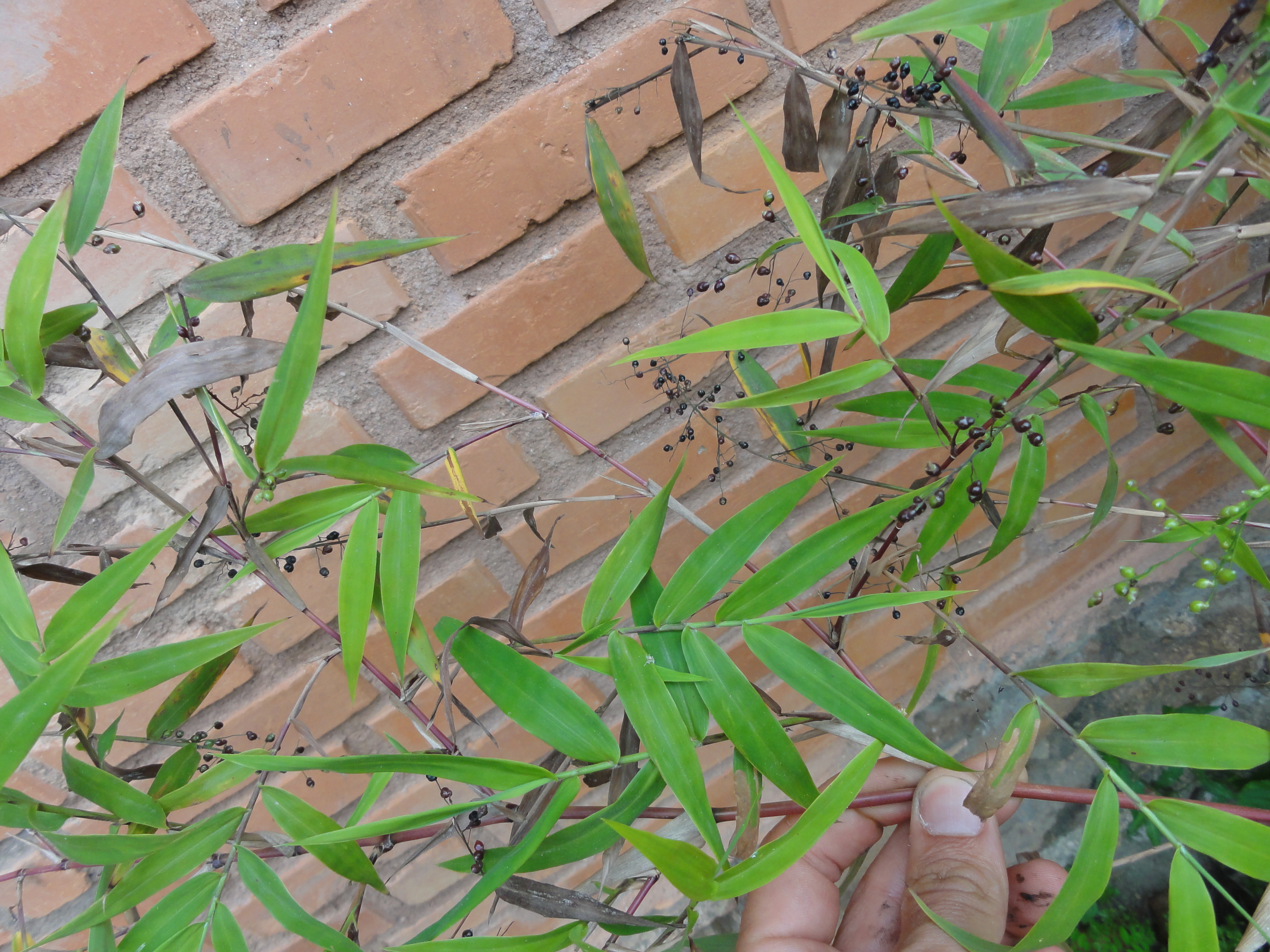 20111011 Sítio Flor de Ouro falso bambu herbaceo nativo 105.jpg