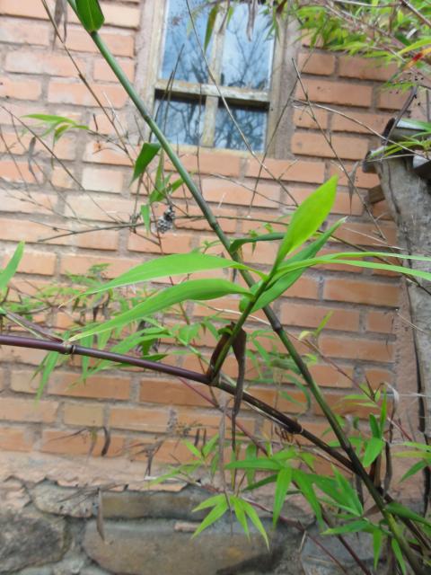 20111011 Sítio Flor de Ouro falso bambu herbaceo nativo 106.jpg