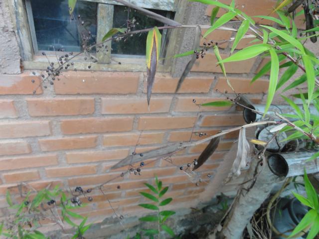 20111011 Sítio Flor de Ouro falso bambu herbaceo nativo 109.jpg