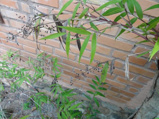 20111011 Sítio Flor de Ouro falso bambu herbaceo nativo 110.jpg