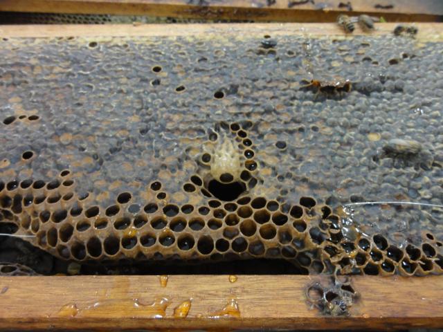 20111109 Fazenda apicultura aula extração mel 005.jpg