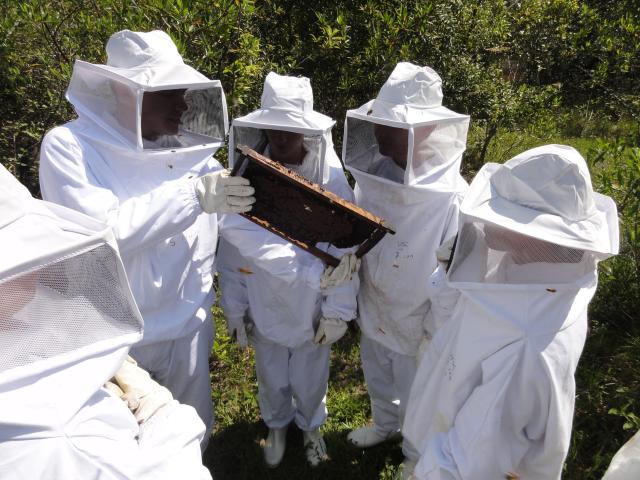 20111109 Fazenda apicultura aula extração mel 009.jpg
