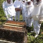 20111109 Fazenda apicultura aula extração mel 010.jpg