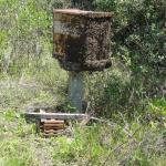 20111109 Fazenda apicultura aula extração mel 013.jpg