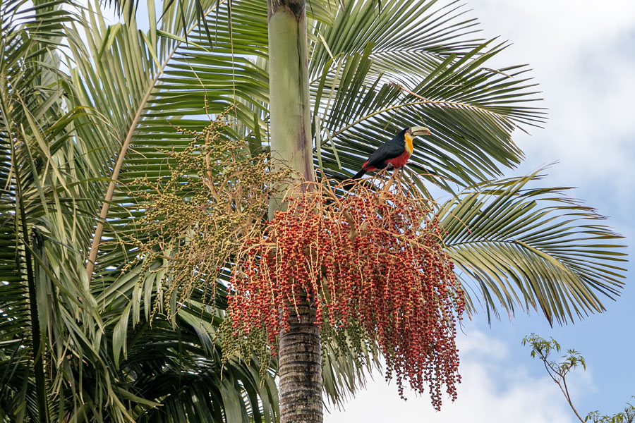 Parque Ecológico Cidade das Abelhas - Foto: Gustavo Diehl