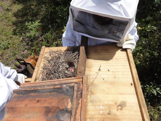 20111109 Fazenda apicultura aula extração mel 015.jpg