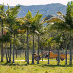 Fazenda Experimental da Ressacada - Foto Gustavo Diehl