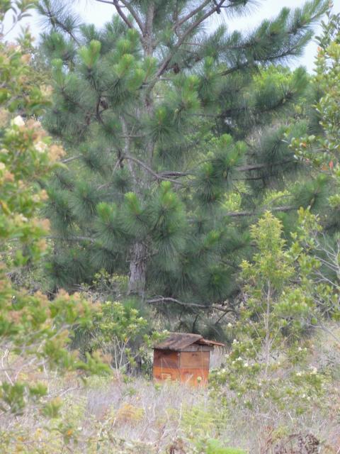 20111126 Fazenda apicultura Caixa dos fundos 002.jpg
