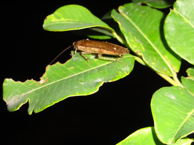 20111126 Fazenda insetos entomologia barata do mato 002.jpg