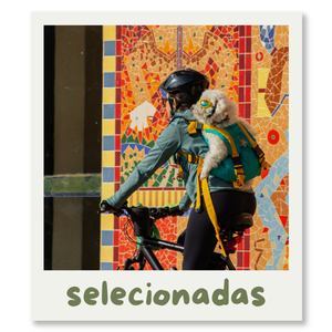 Setor