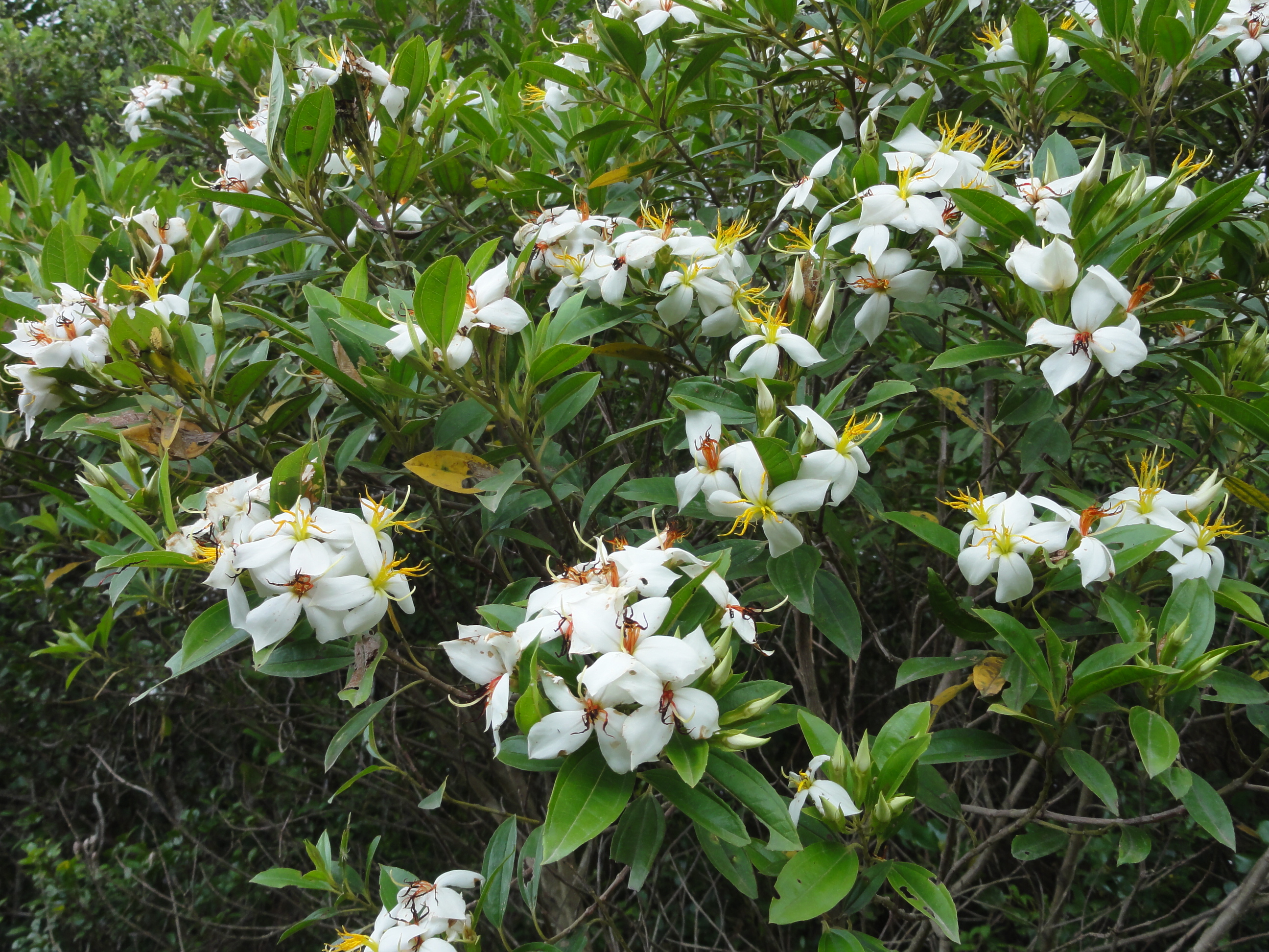 20111129 Fazenda Floradas nativas 003.jpg