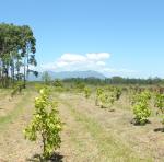 20111202 Fazenda Roçagem Arboreto de Nativas SAFs 001.jpg