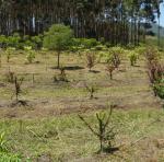 20111202 Fazenda Roçagem Arboreto de Nativas SAFs 002.jpg