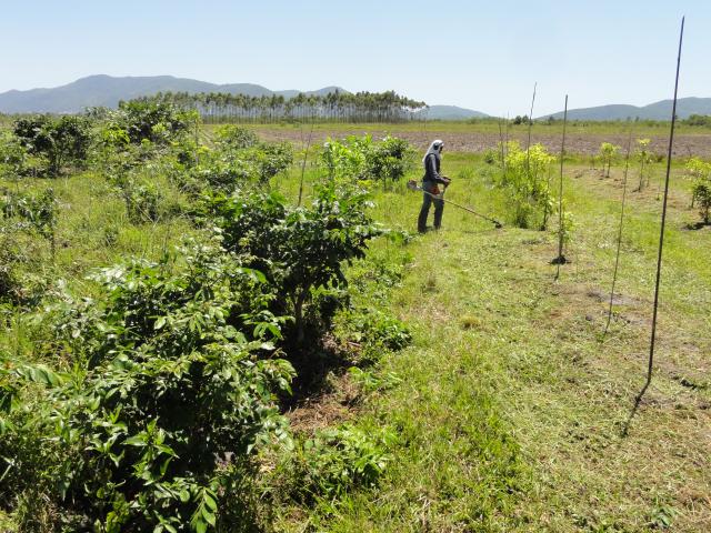 20111202 Fazenda Roçagem Arboreto de Nativas SAFs 004.jpg