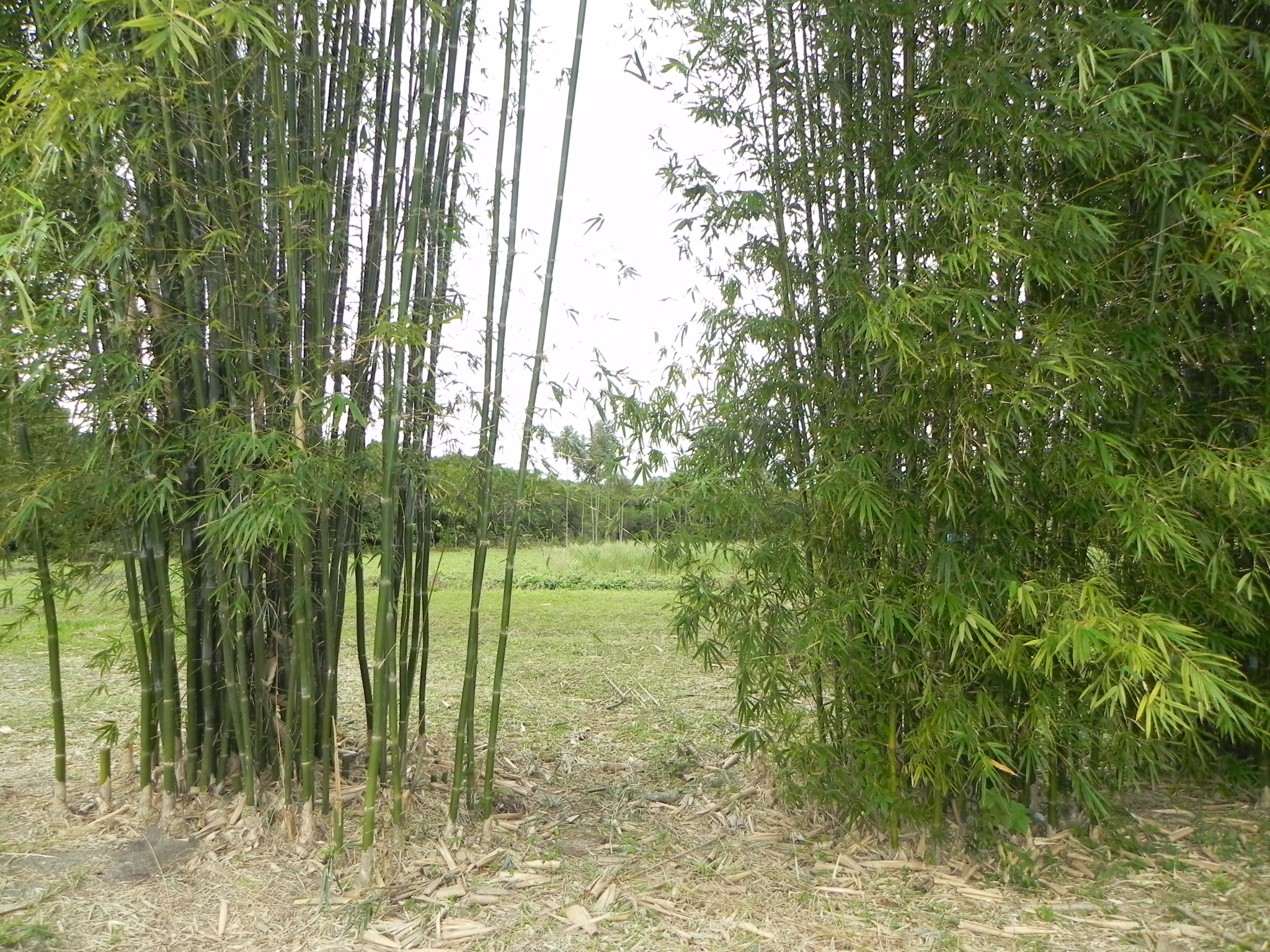 20100723 Fazenda manejo bambusais 001.jpg