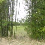 20100723 Fazenda manejo bambusais 001.jpg