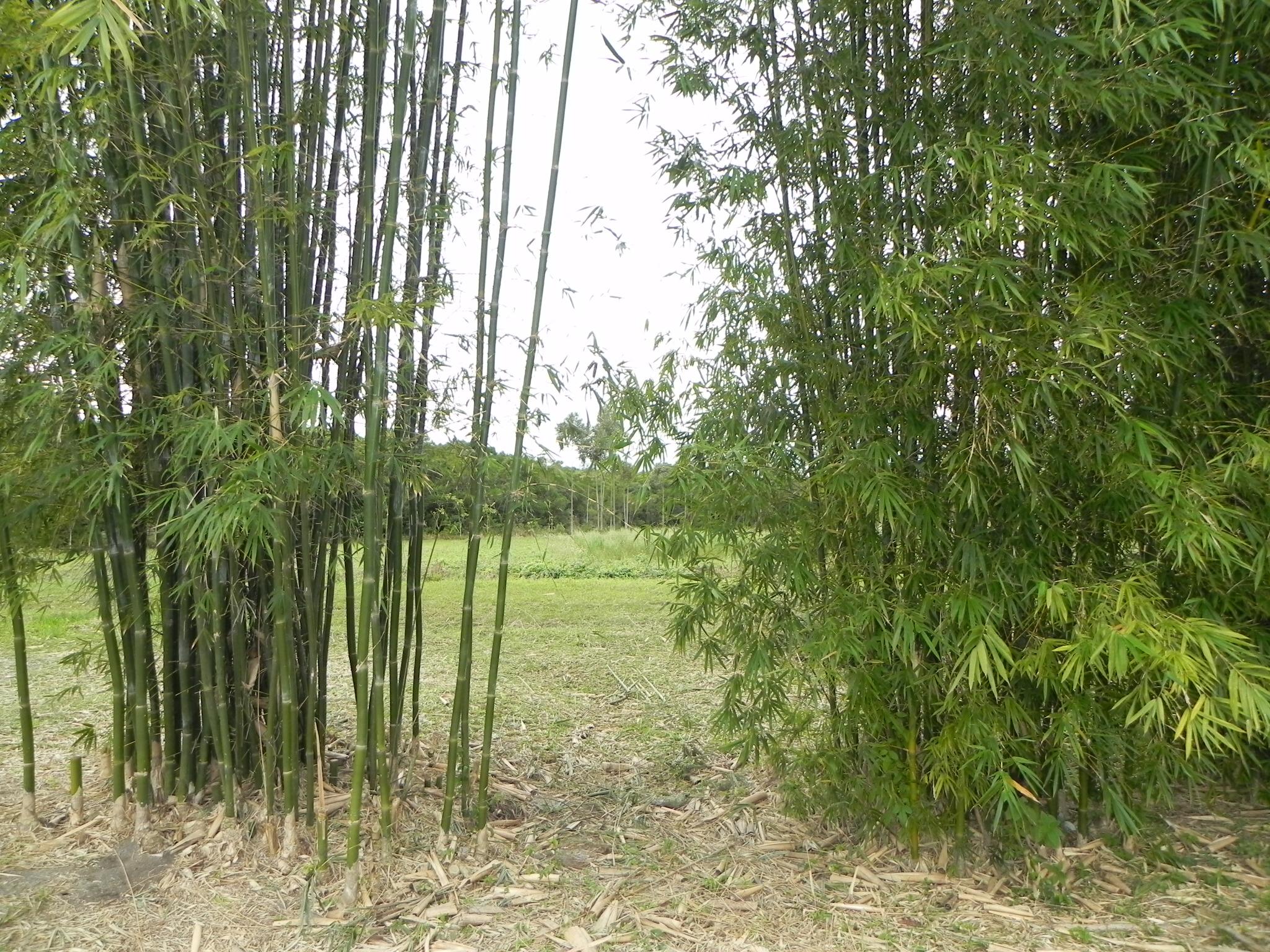 20100723 Fazenda manejo bambusais 002.jpg