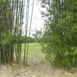 20100723 Fazenda manejo bambusais 002.jpg