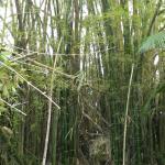 20100802 Fazenda Bambu touceira Vulgaris mato fundos 002.jpg