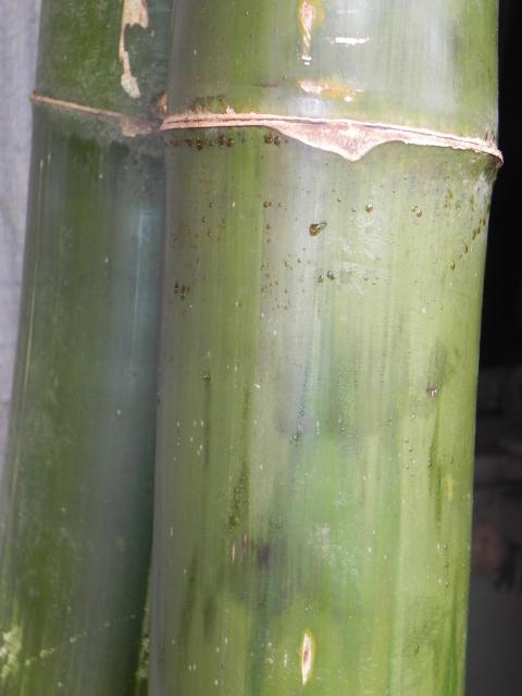20100812 Fazenda Tratamento bambu pirolenhoso 002.jpg