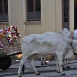 21acor_chico_(88)[1]