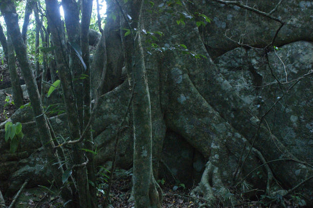 DSC03473 (1)