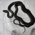 20120102 Fazenda Cobra Serpente Herpetologia Fauna 006.jpg