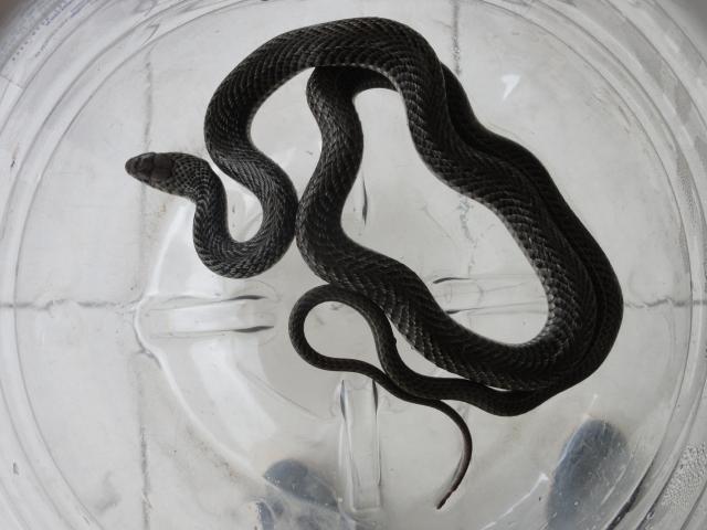 20120102 Fazenda Cobra Serpente Herpetologia Fauna 006.jpg