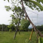 20120102 Fazenda Fruticultura Pomar Anona 002.jpg